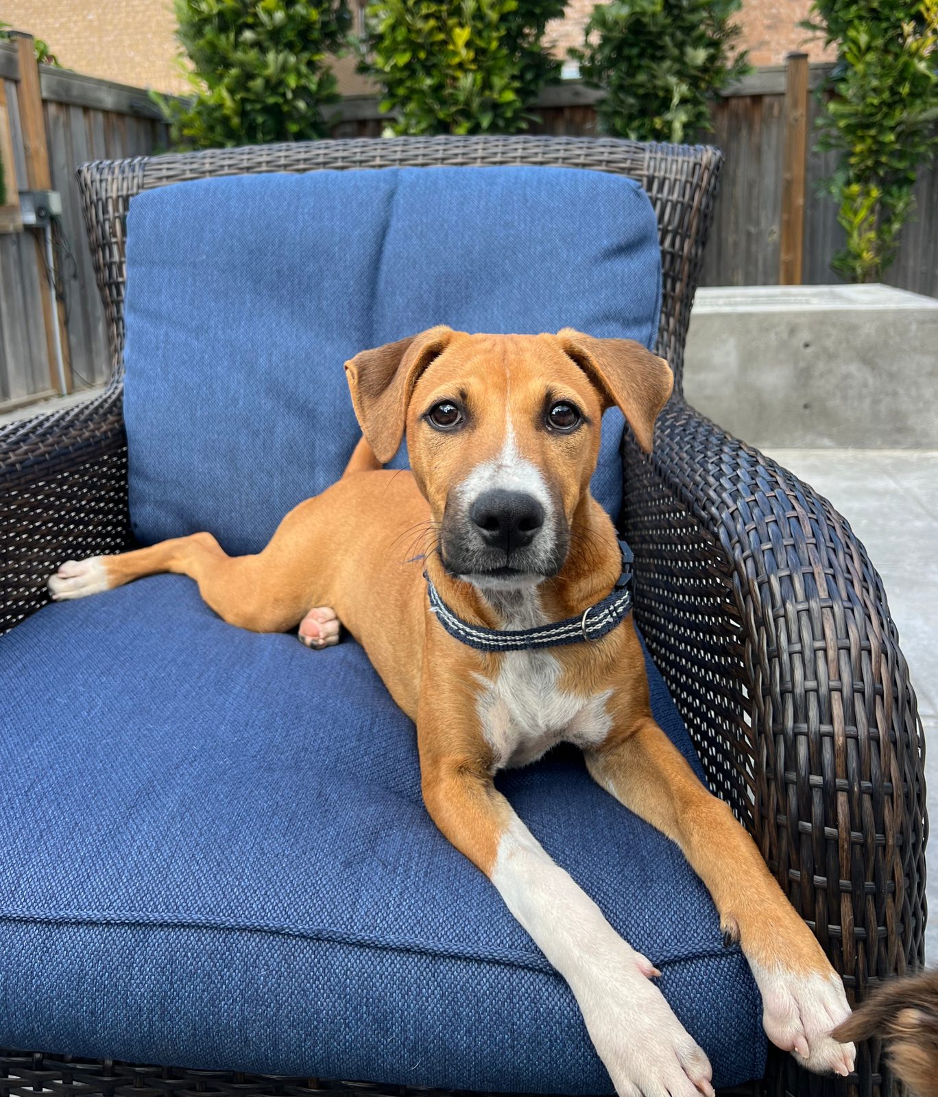 Photo of Bosco