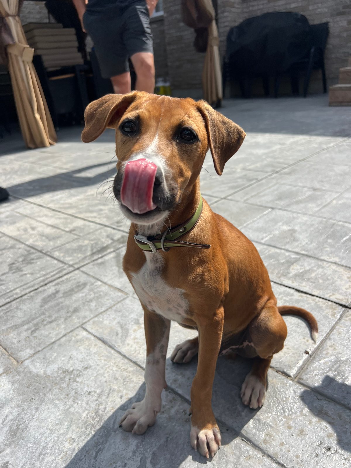 Photo of Bosco