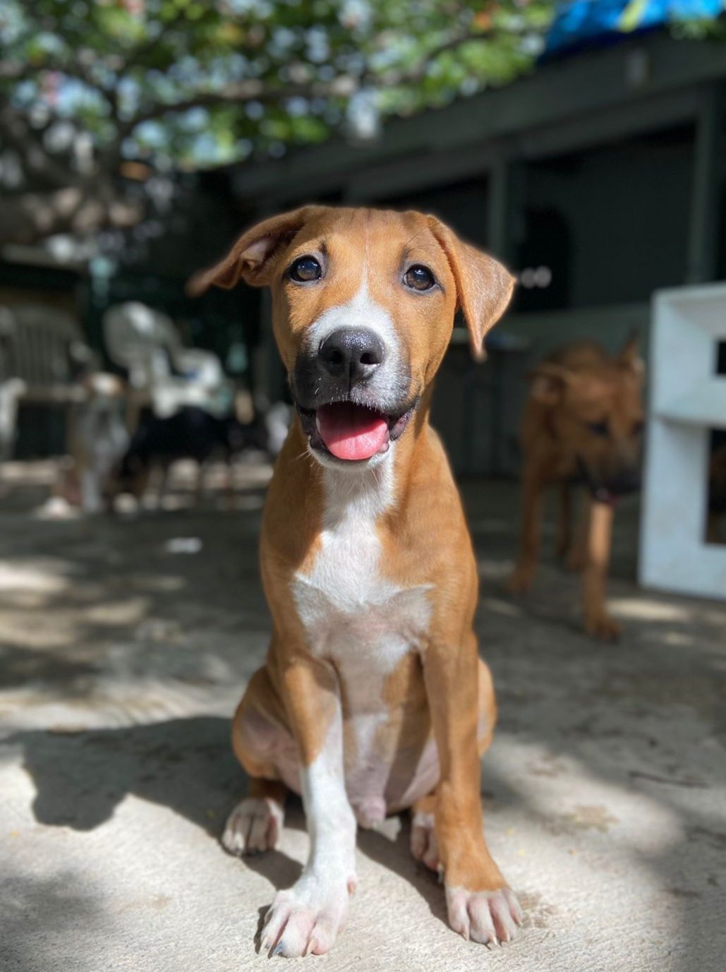 Photo of Bosco