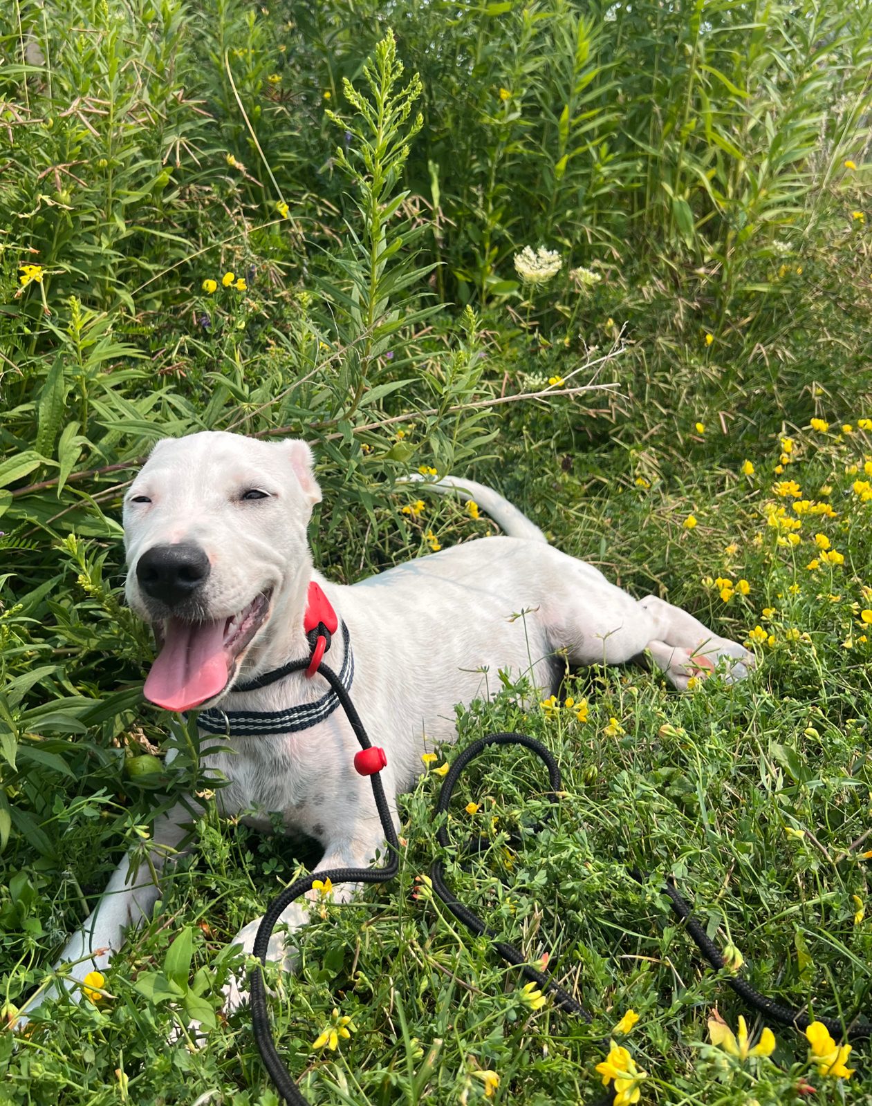 Photo of Breeze