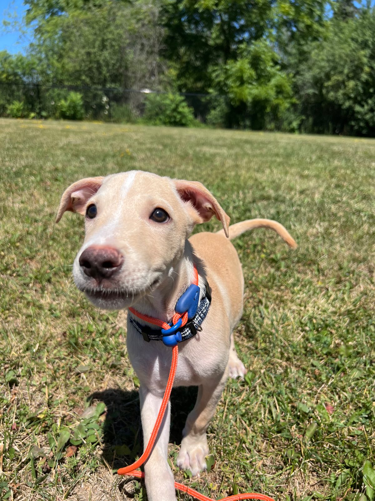 Photo of Bronco