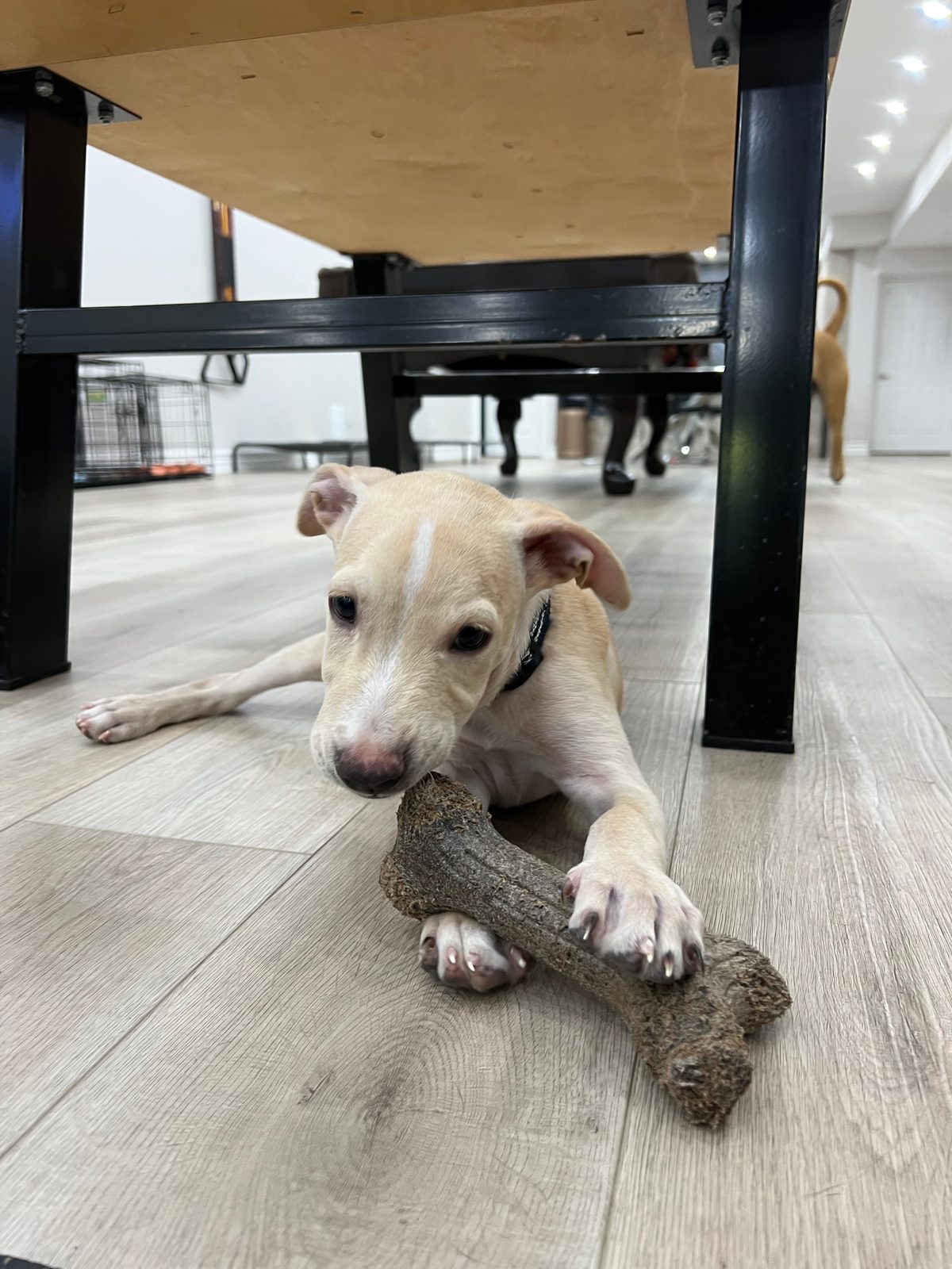 Photo of Bronco