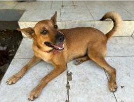 Photo of Brownie