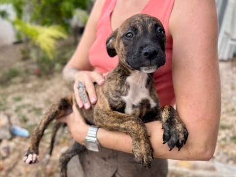 Photo of Calypso