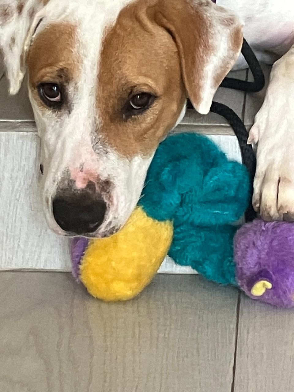 Photo of Chance