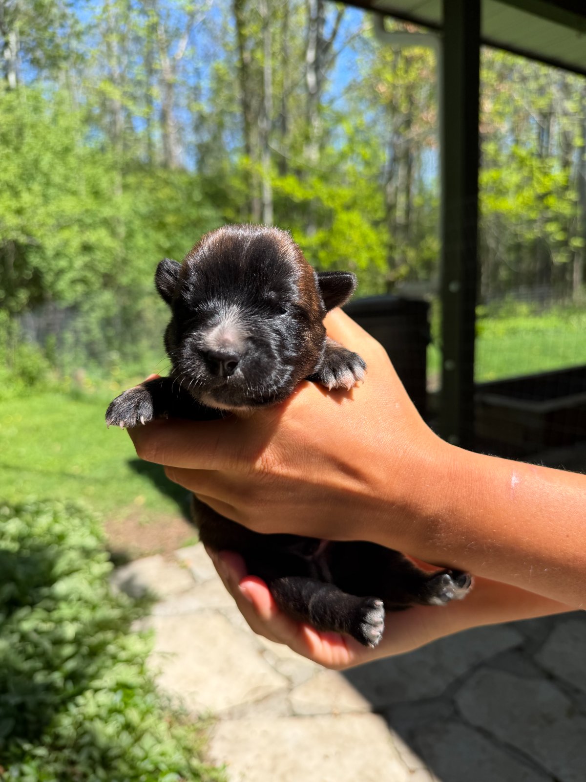 Photo of Chance