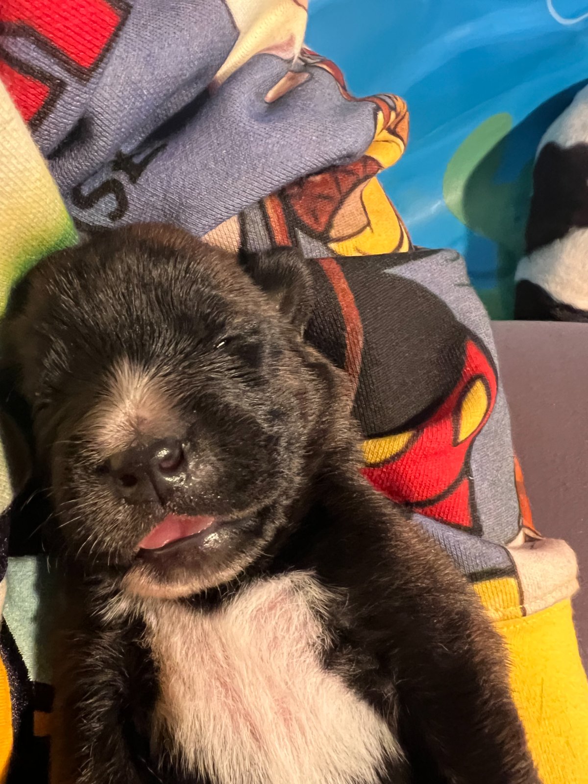 Photo of Chance