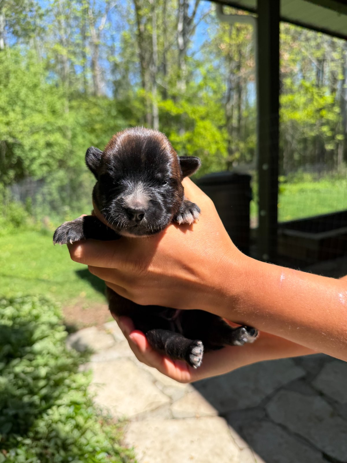 Photo of Chance