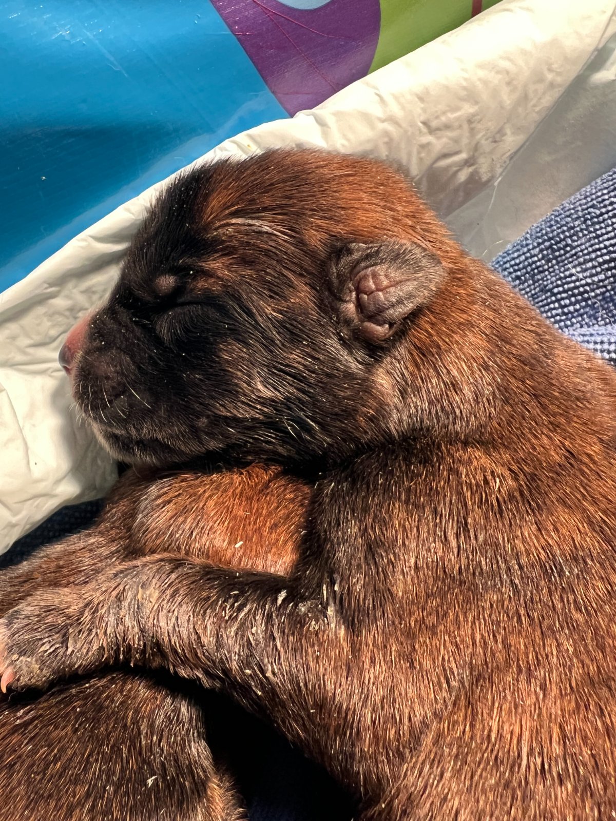 Photo of Chance