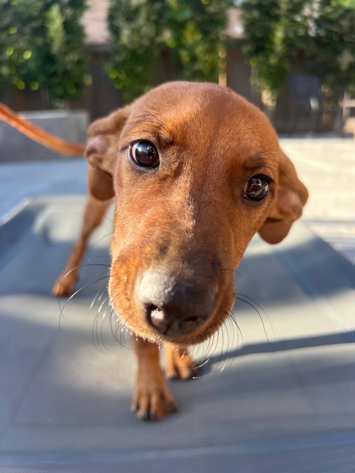 Photo of Chi