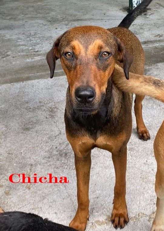 Photo of Chicha