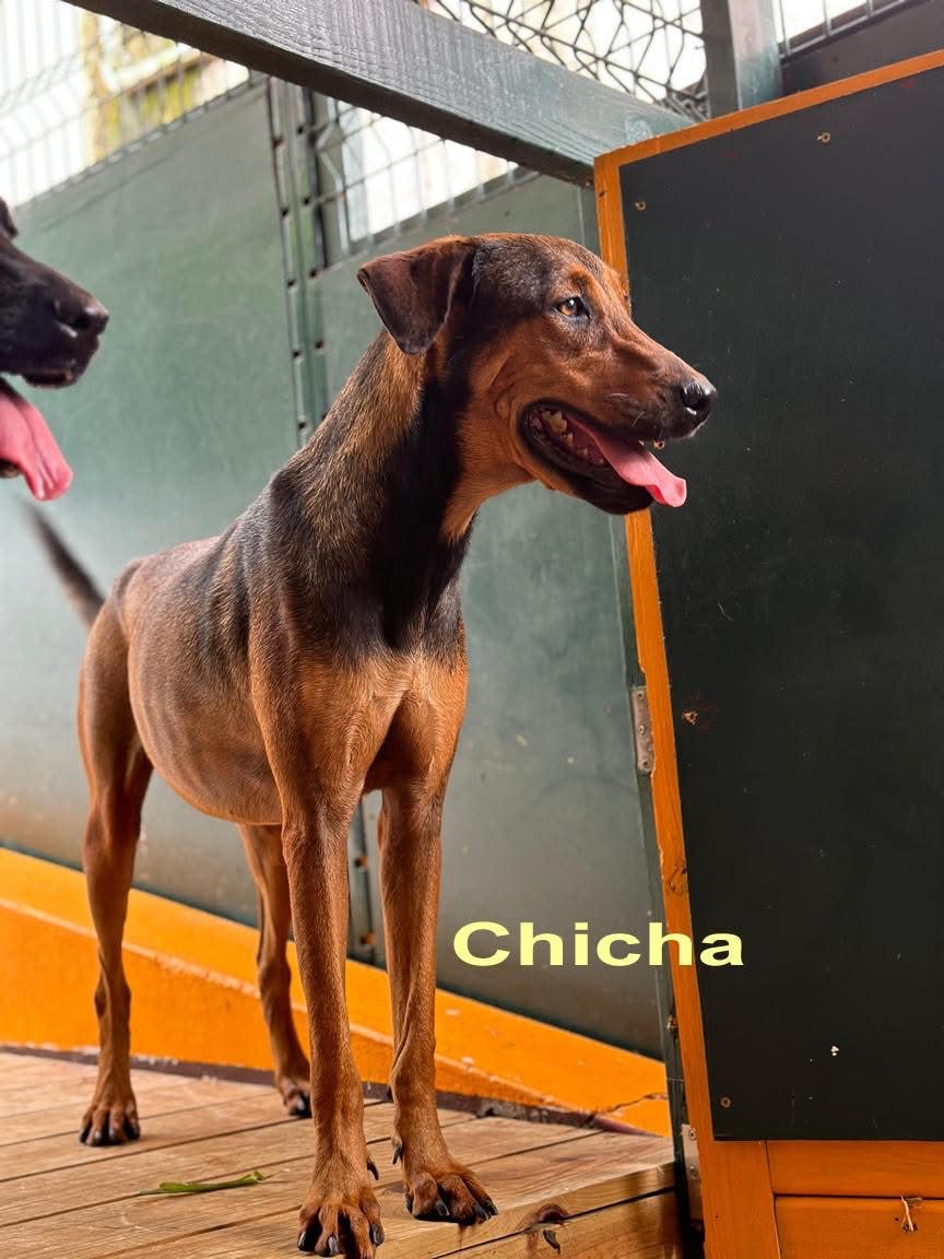 Photo of Chicha
