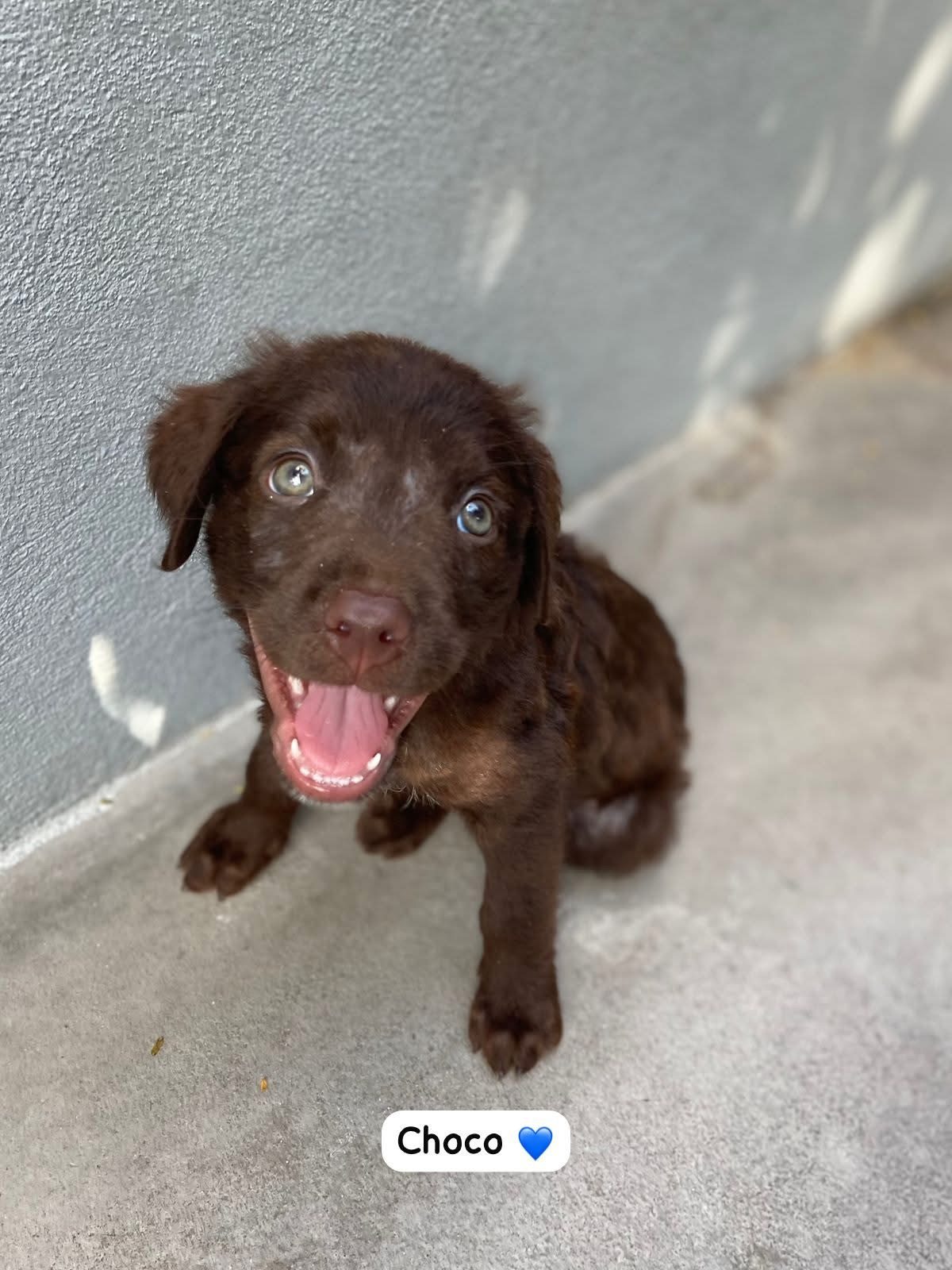 Photo of Choco