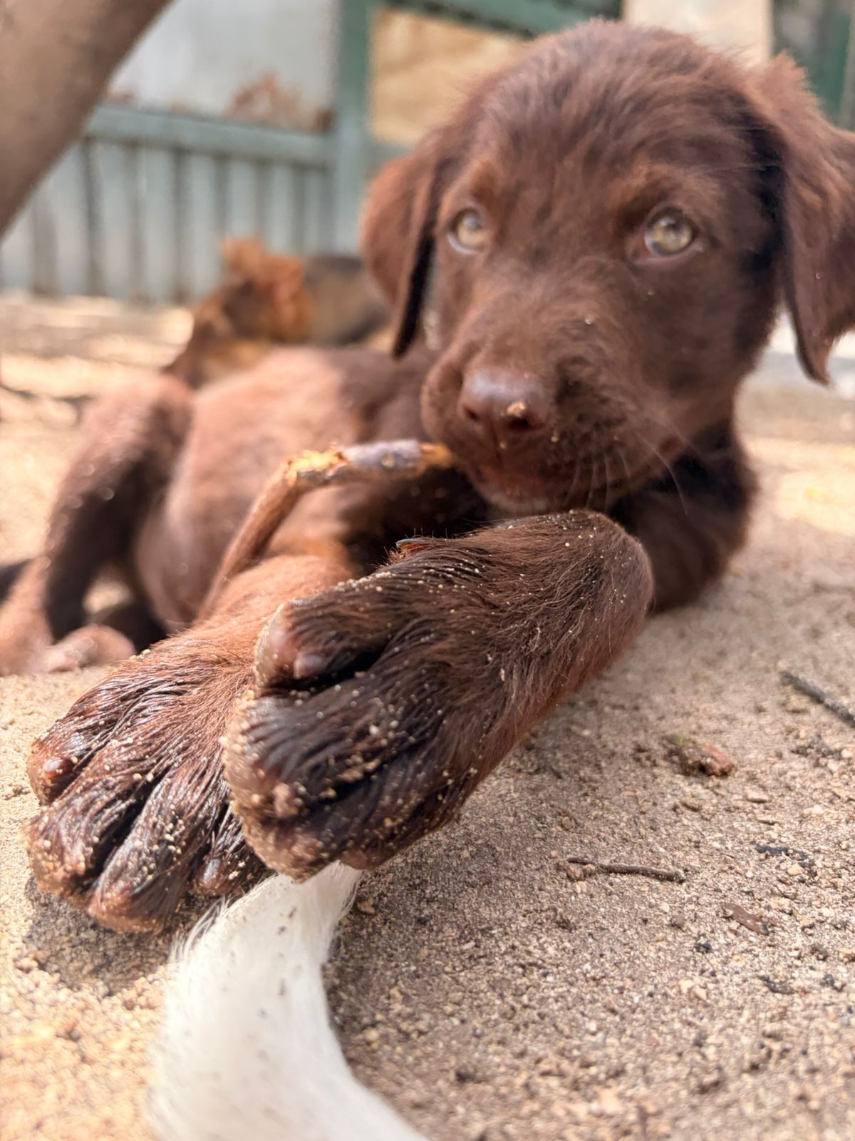 Photo of Choco