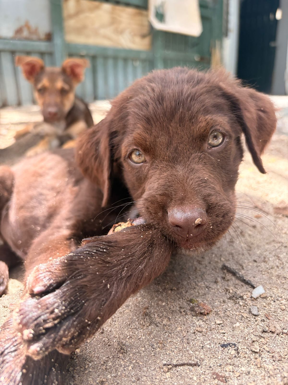 Photo of Choco