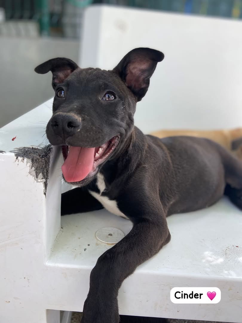 Photo of Cinder
