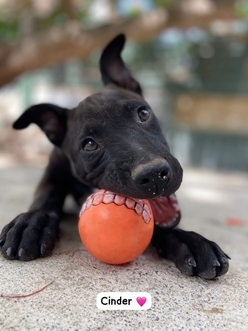 Photo of Cinder