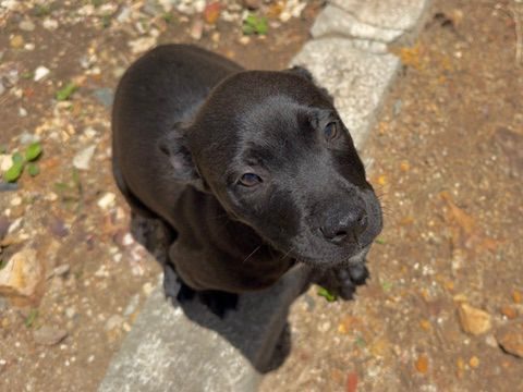 Photo of Cinder