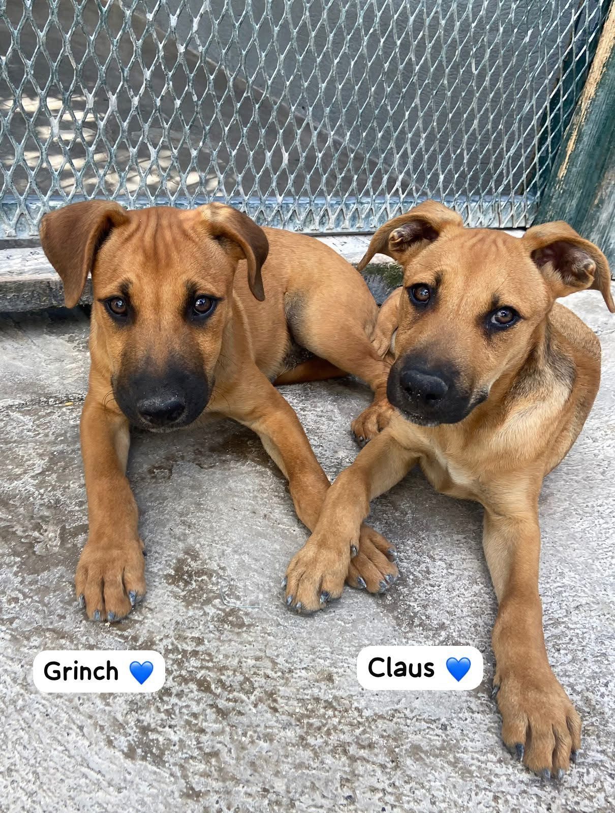 Photo of Claus