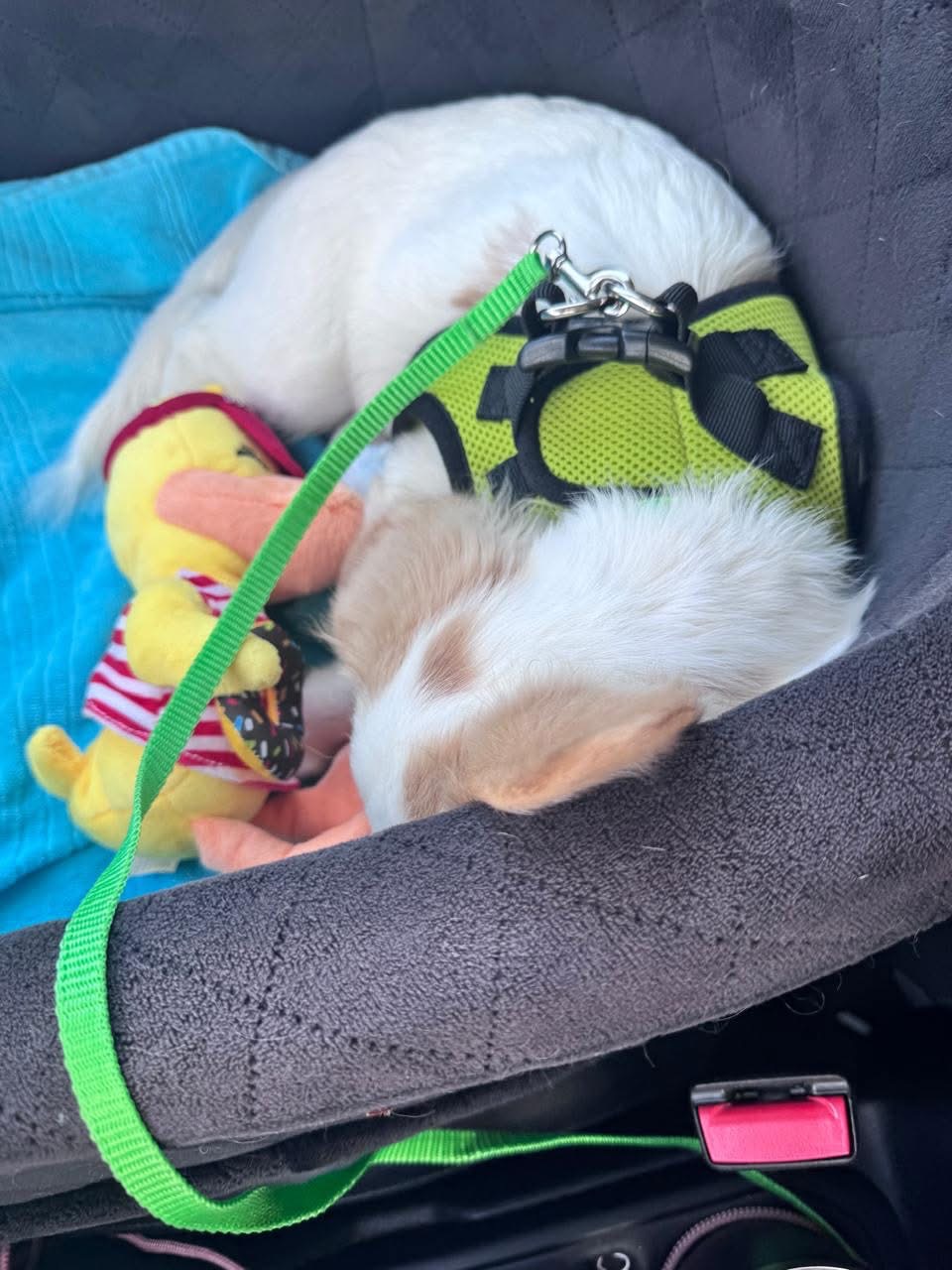 Photo of Coco