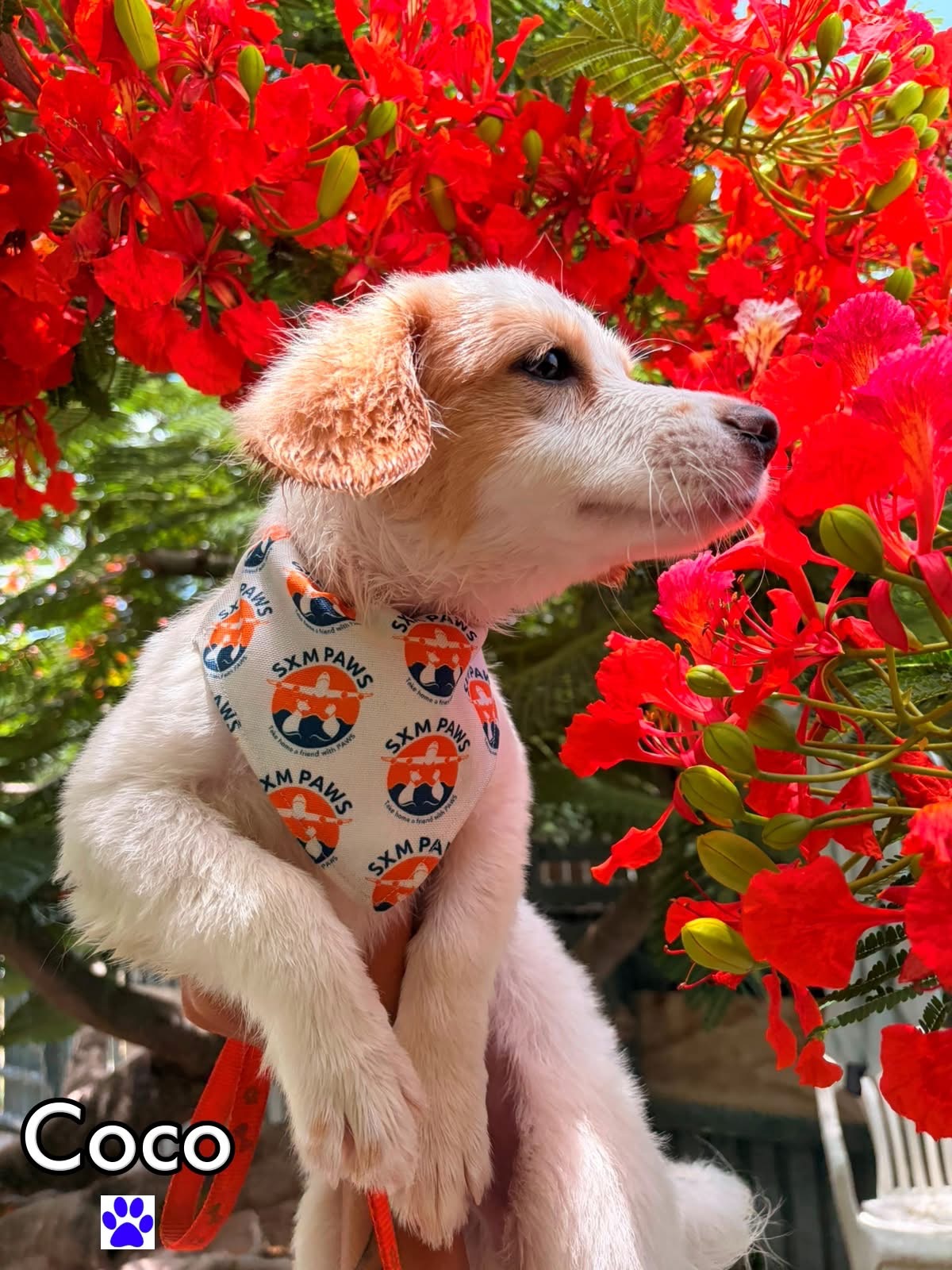 Photo of Coco