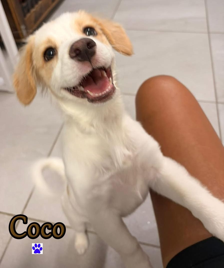 Photo of Coco