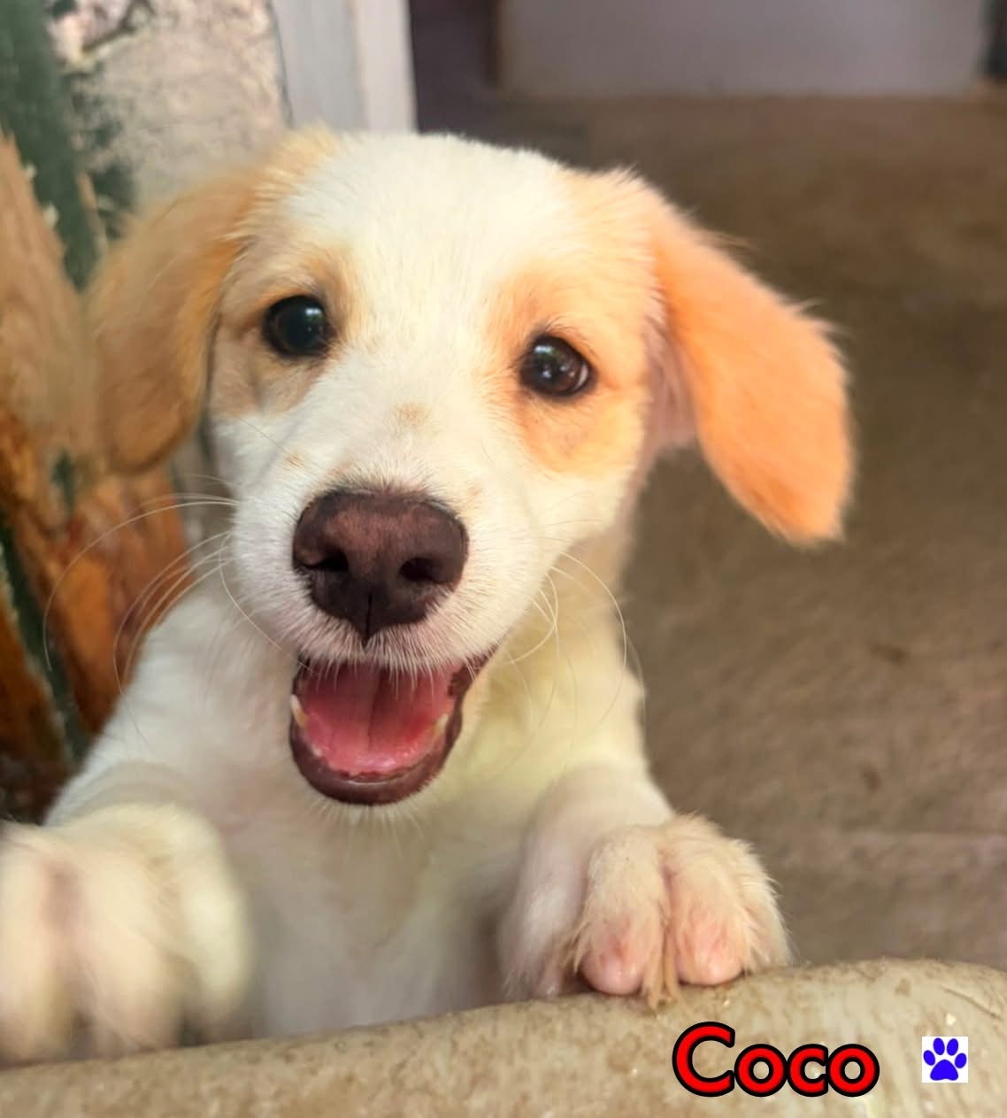 Photo of Coco