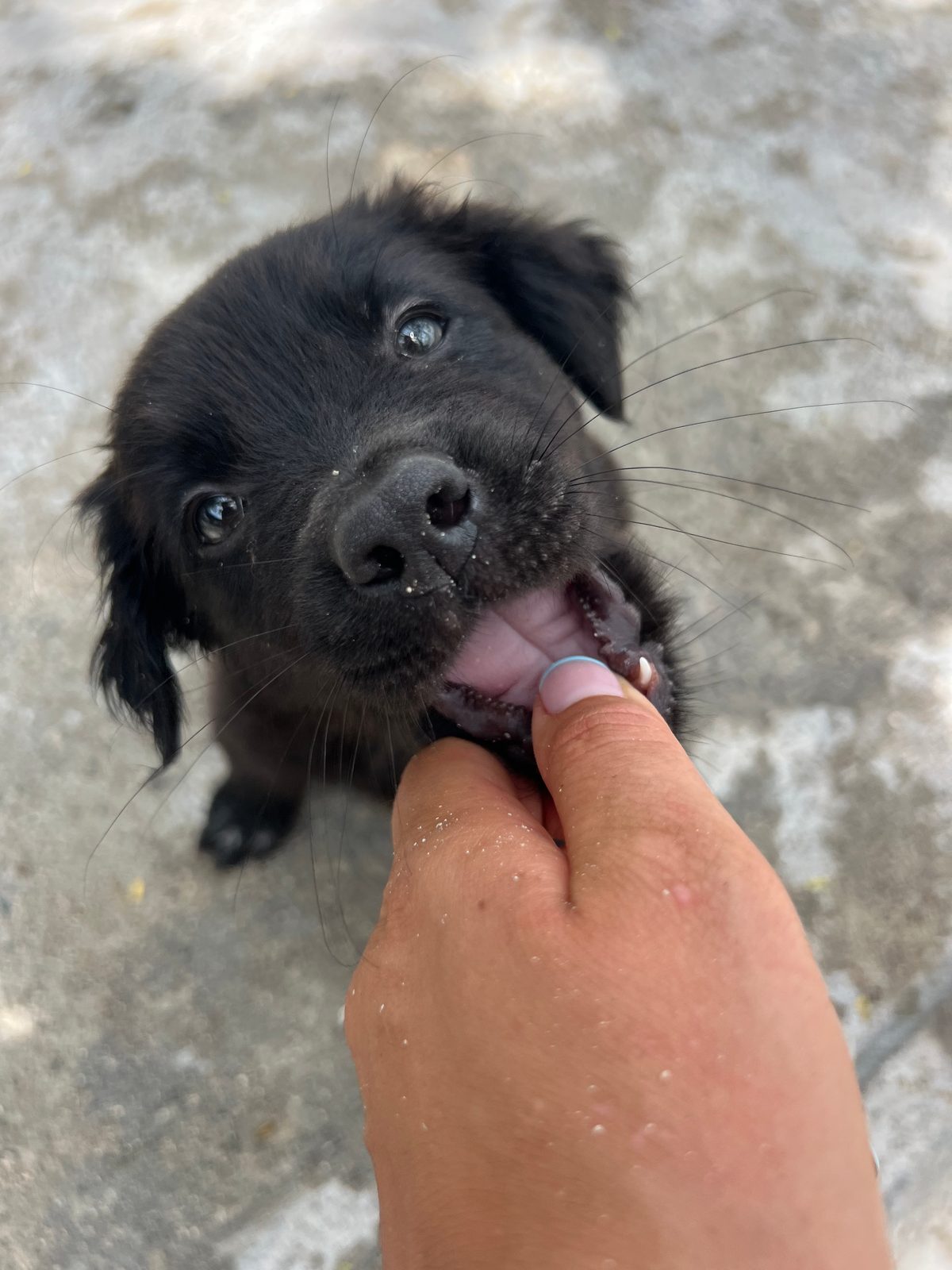 Photo of Cooper