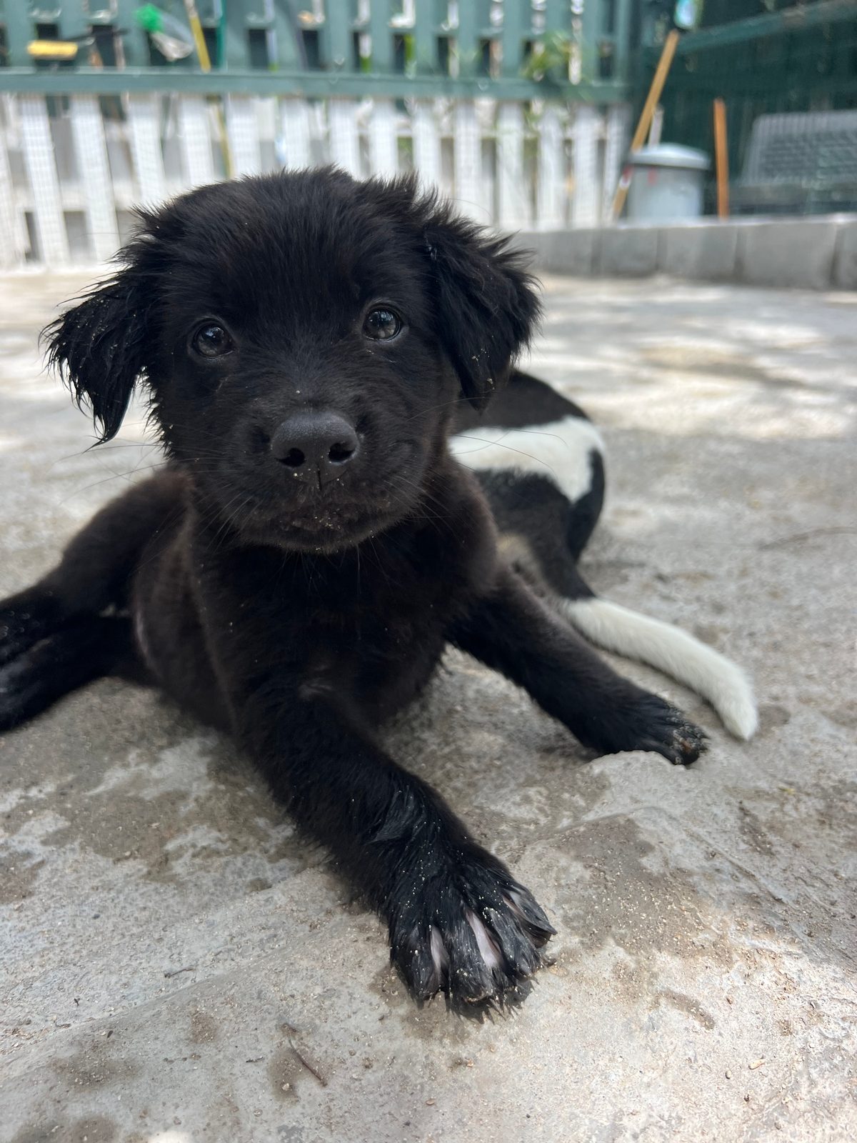 Photo of Cooper