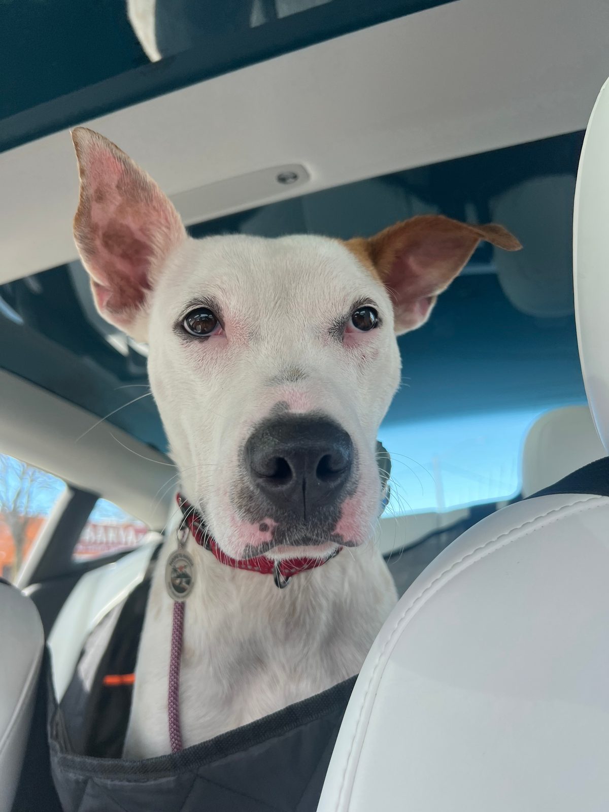 Photo of Cruise