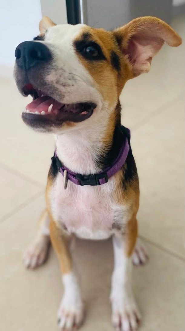 Photo of Daisy
