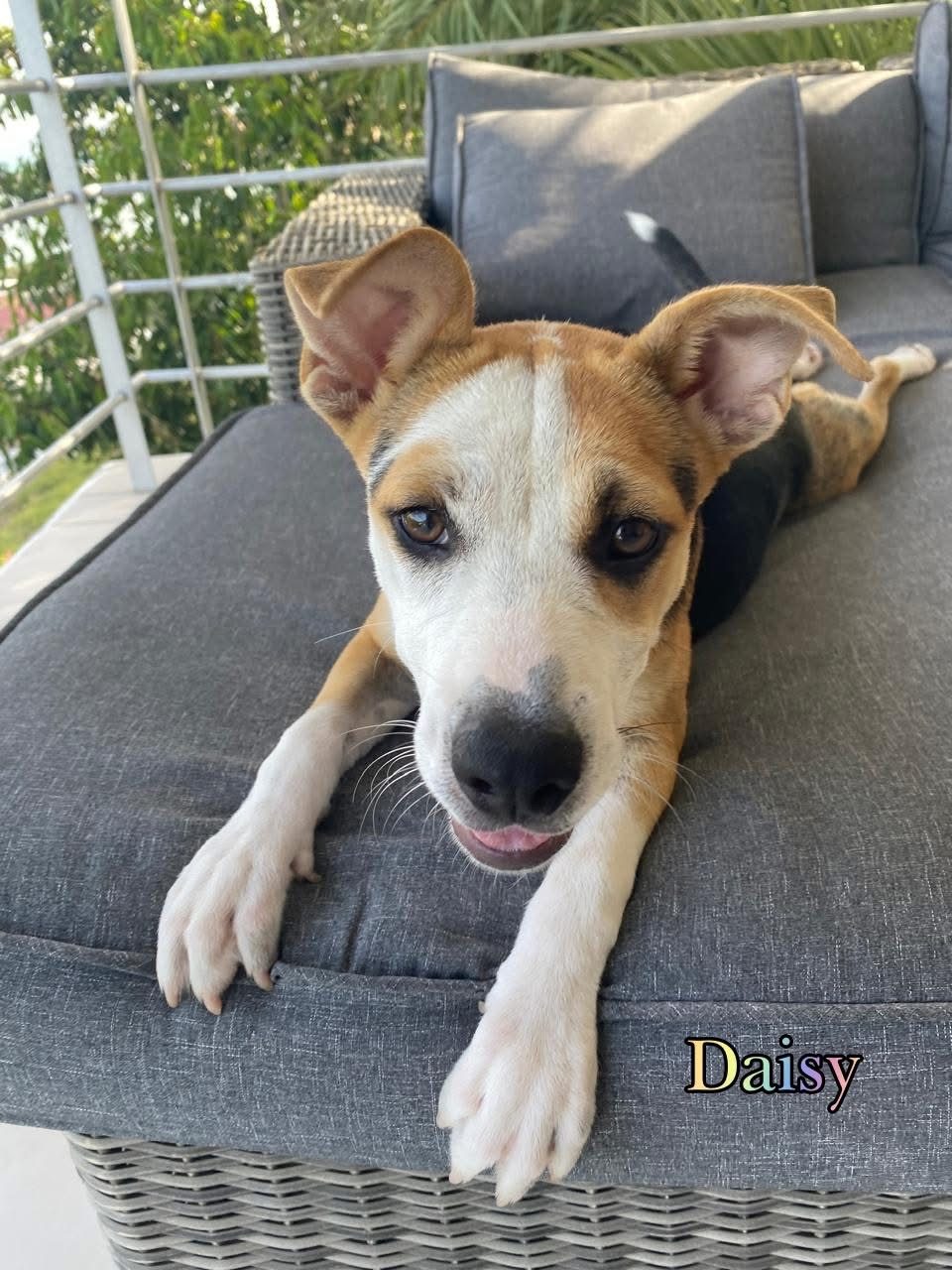 Photo of Daisy