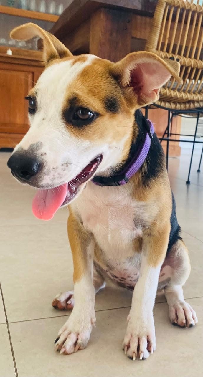 Photo of Daisy