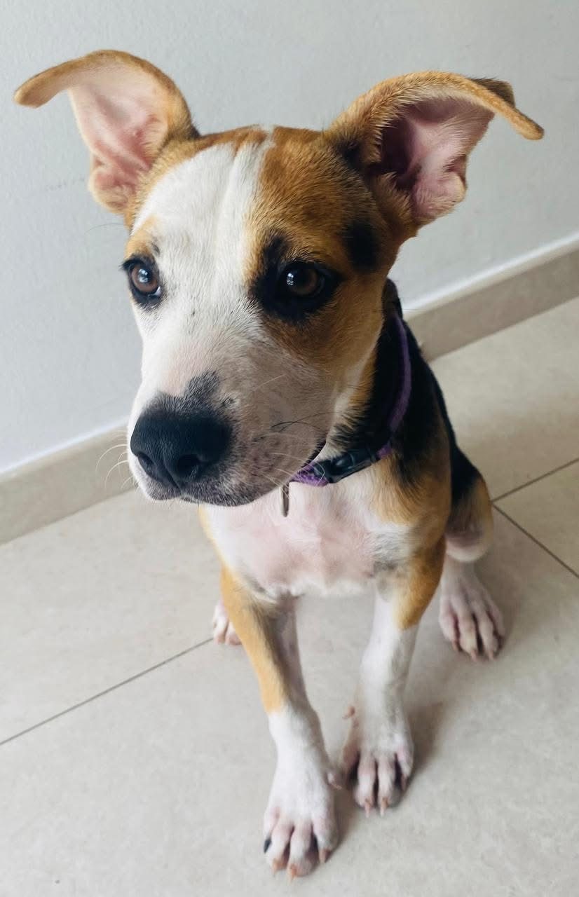 Photo of Daisy