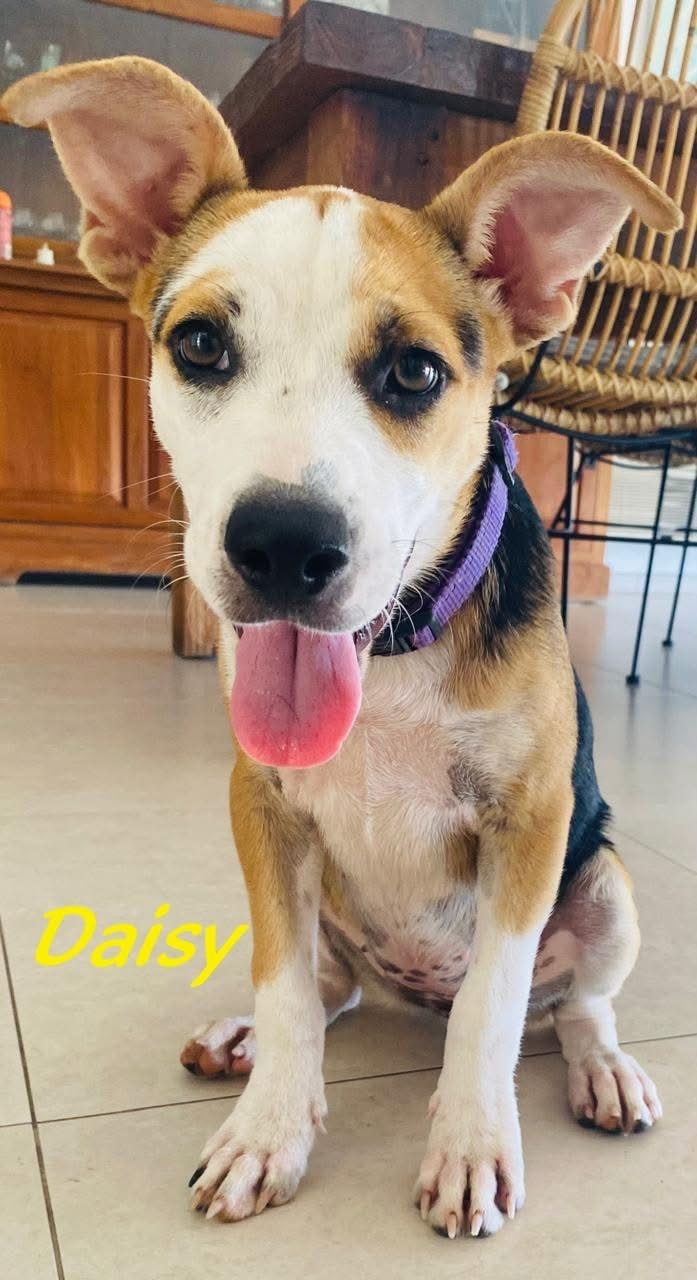 Photo of Daisy