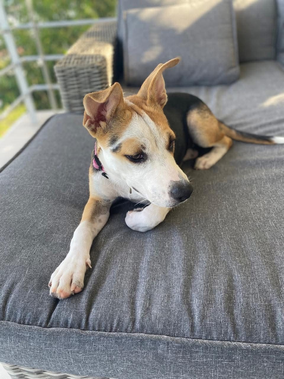 Photo of Daisy