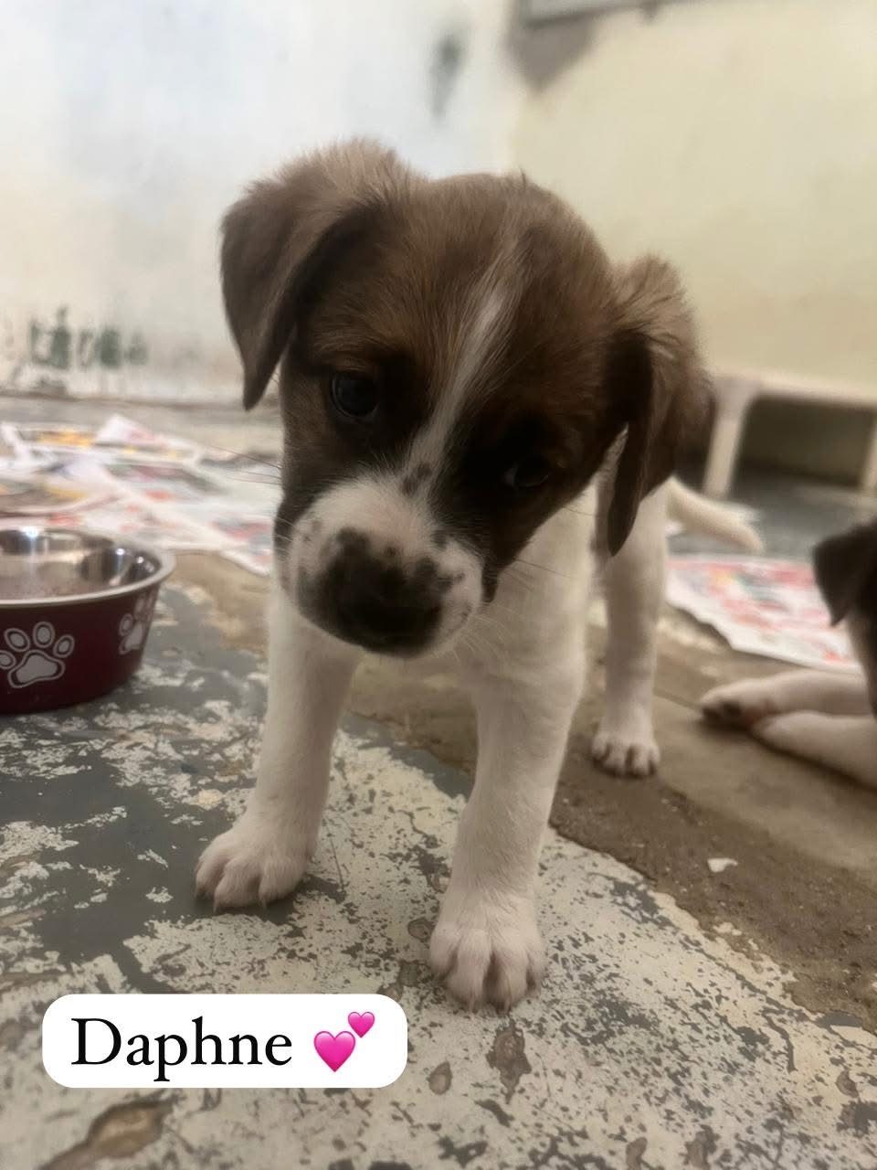 Photo of Daphnie