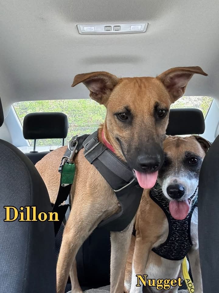 Photo of Dillon