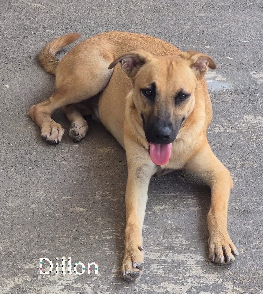 Photo of Dillon