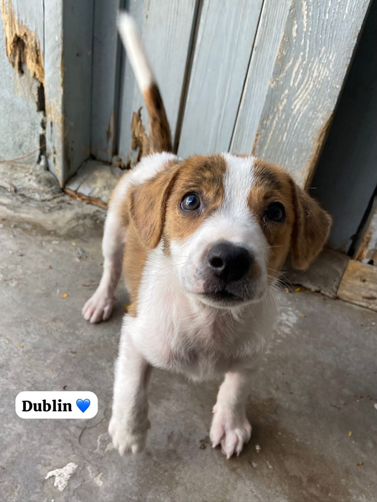 Photo of Dublin