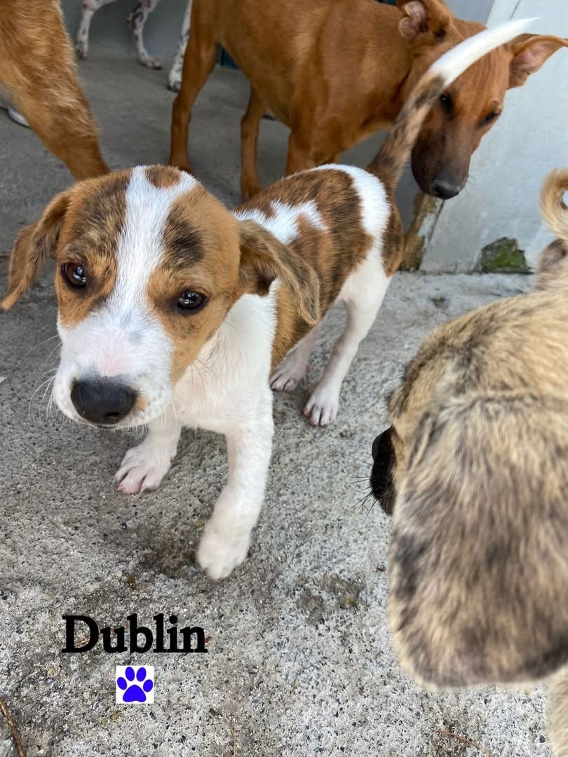 Photo of Dublin