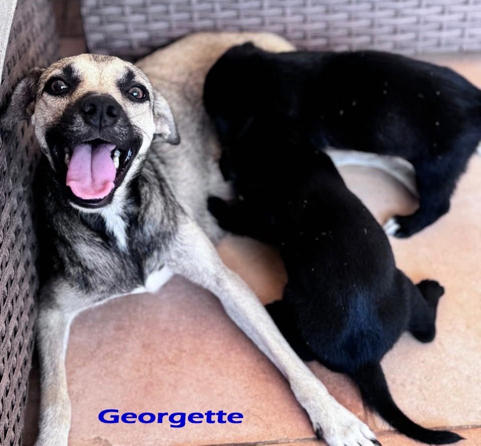 Photo of Georgette