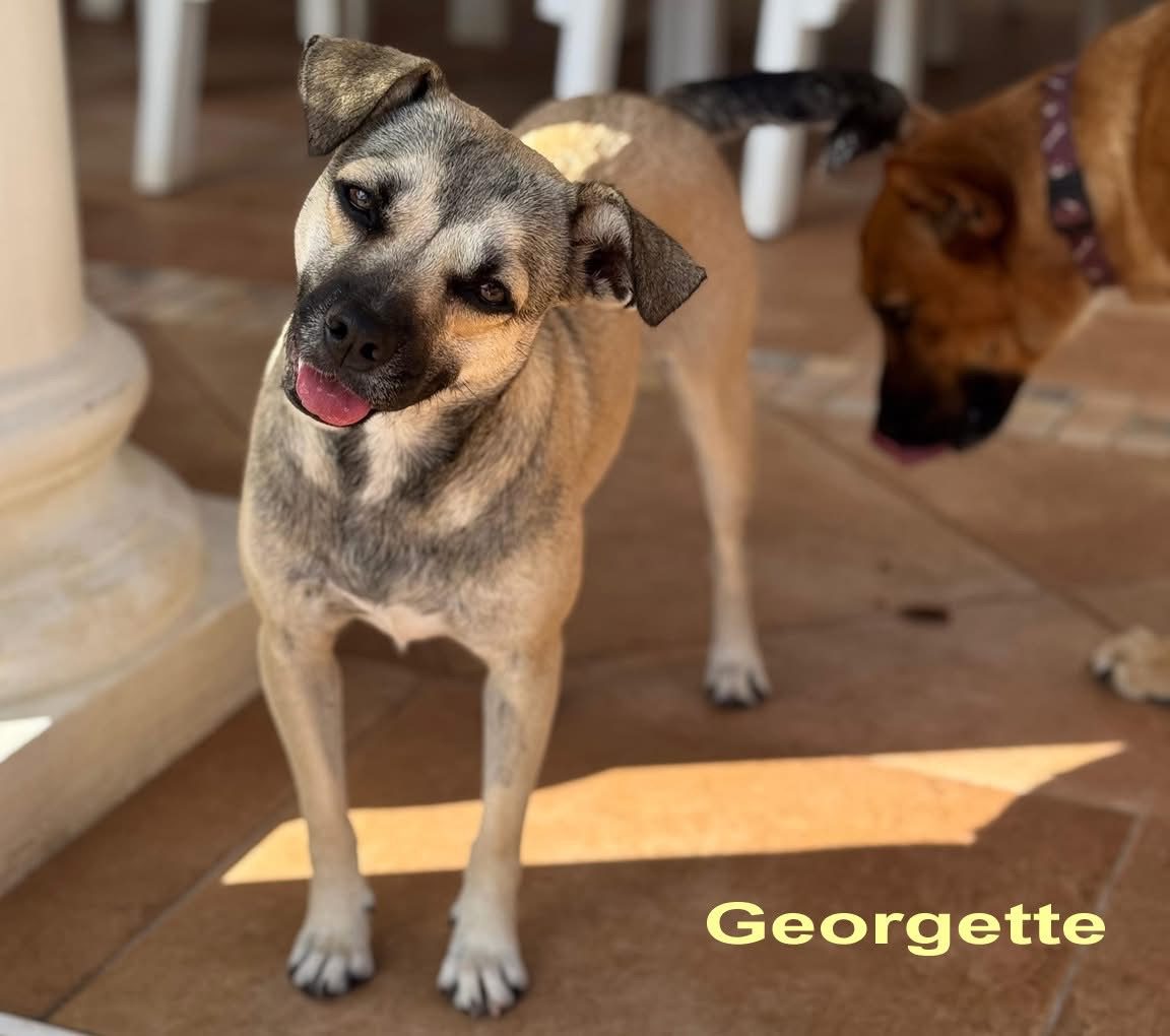 Photo of Georgette
