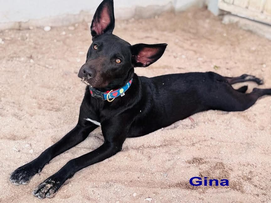 Photo of Gina