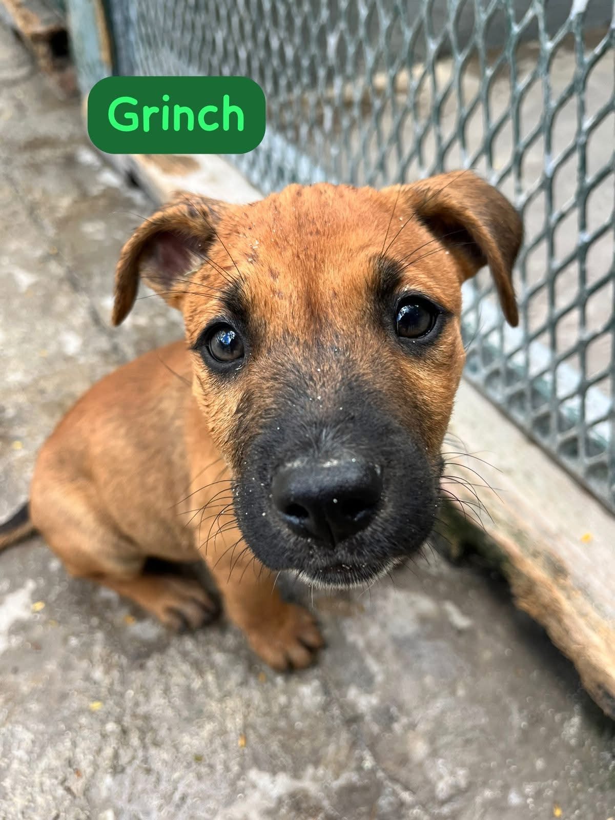 Photo of Grinch