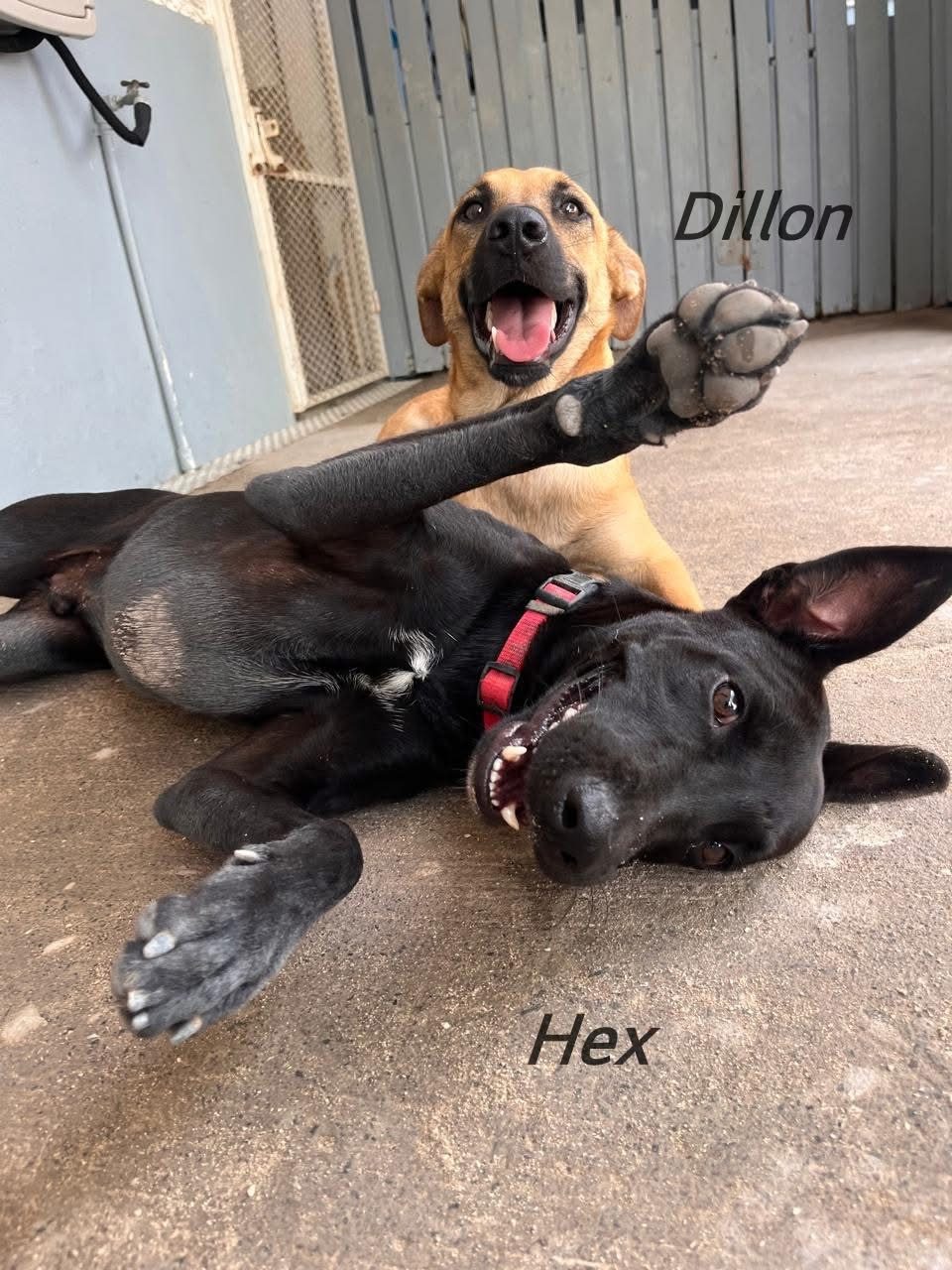 Photo of Hex