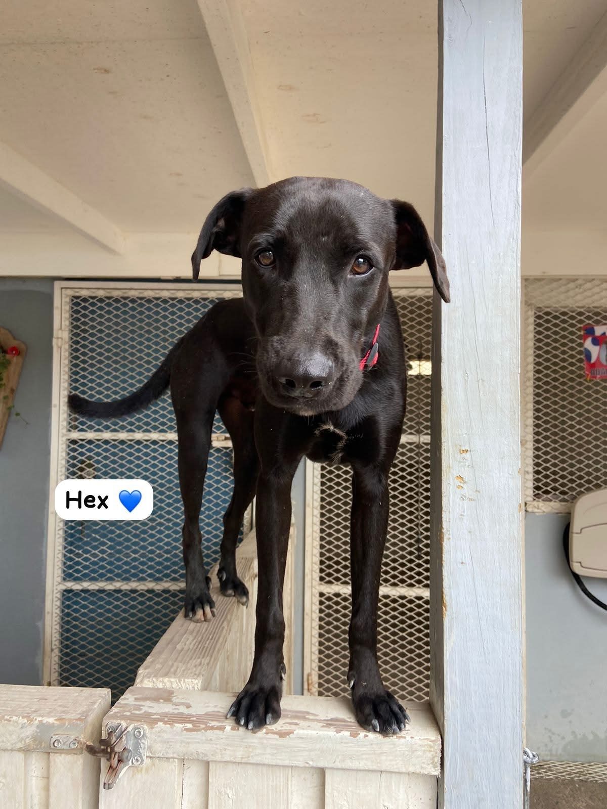 Photo of Hex