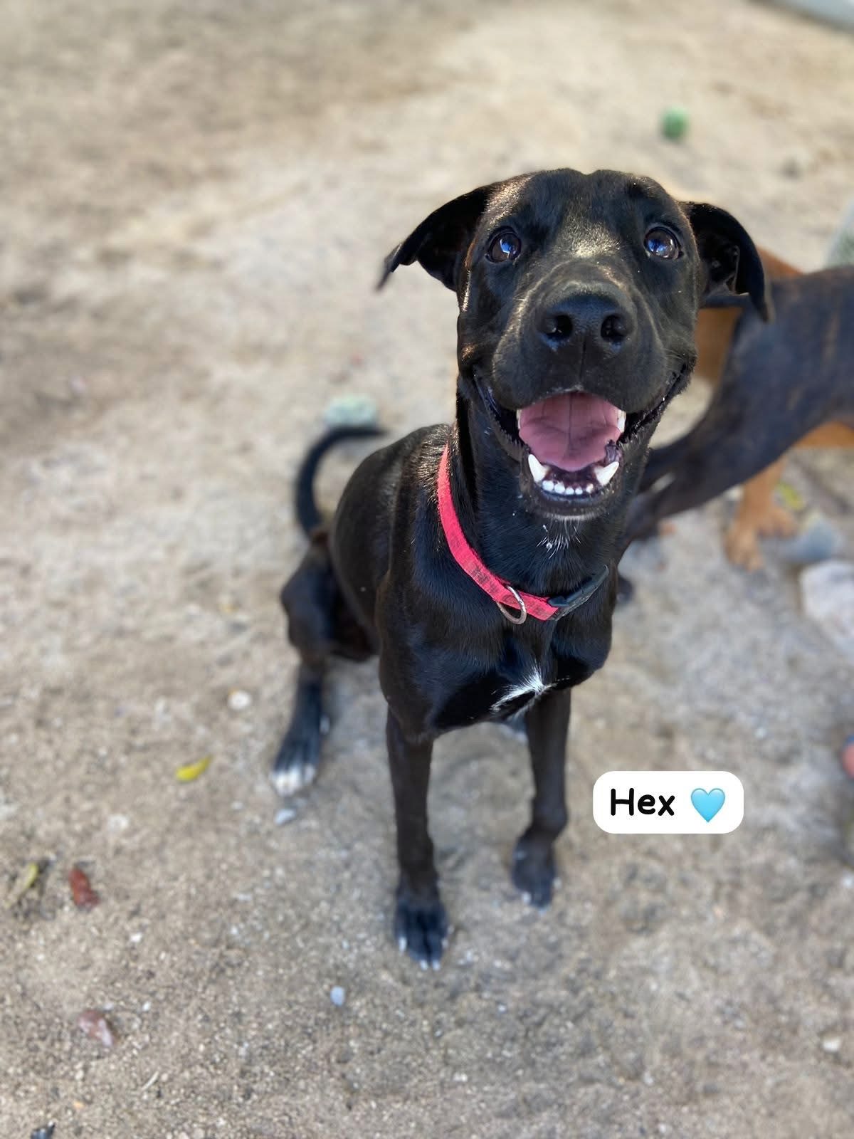 Photo of Hex