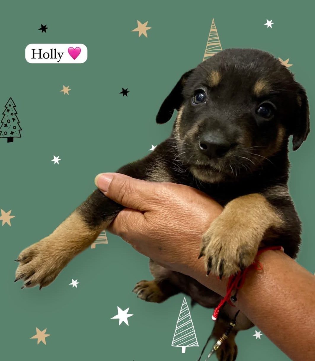 Photo of Holly