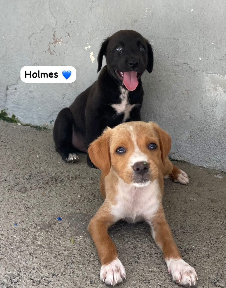 Photo of Holmes